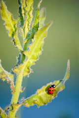 ladybird