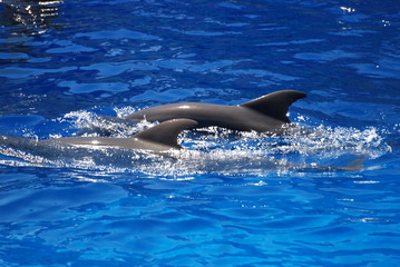 Obraz premium Duo dauphin