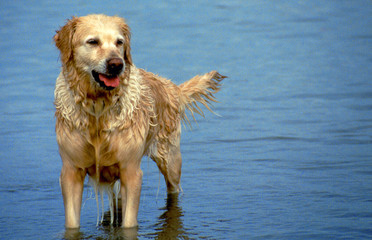 golden retriever