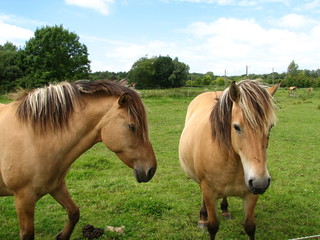 CHEVAUX