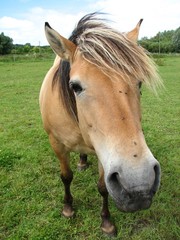 Fototapeta premium CHEVAL CURIEUX
