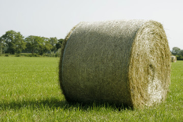 Botte de foin dans un champ