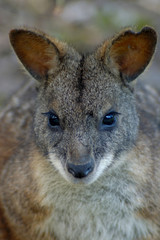 Fototapeta premium wallabie