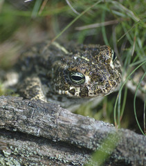 natterjack toad