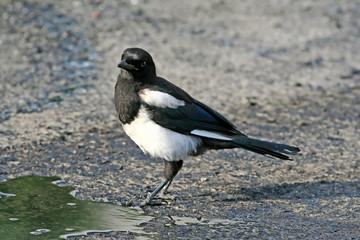 Impudent and mean magpie.