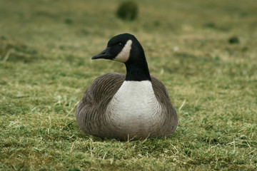 Canada Goose (Branta canadensis)