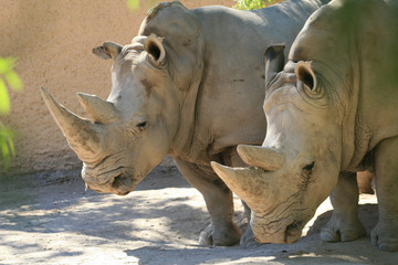 Obraz premium White Rhinos (Ceratotherium simum)