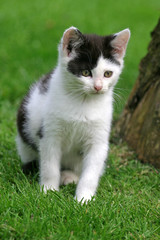 Naklejka na ściany i meble little black and white kitten