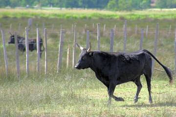 Taureau Camarguai