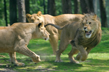 fighting lions