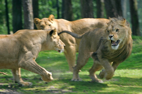 Fighting Lions