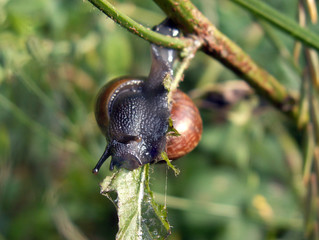 slug