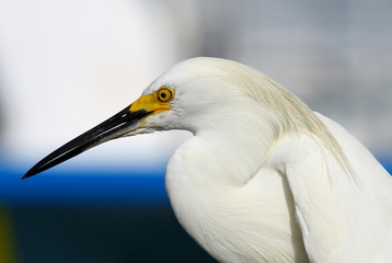 white heron, egret