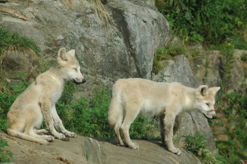 arctic wolf pups