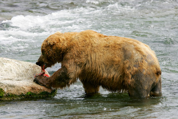 Bear fishing for salmon in Katmai National Park, Alaska