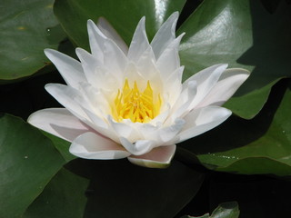 Water Lily