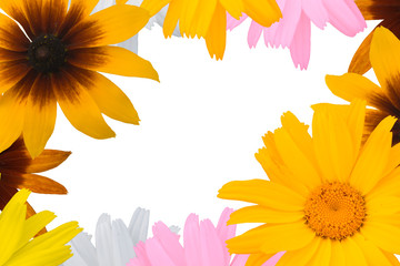 Multi-coloured flowers on a white background