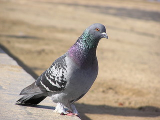 Obraz premium Pigeon at the bBeach