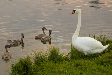 Swan with small swans on sunset