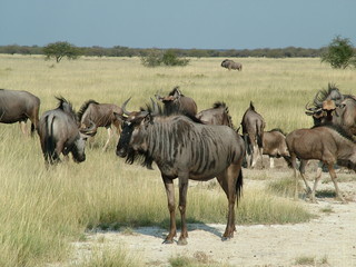 Blue Wildebeest