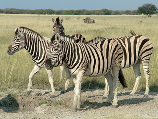 Fototapeta na wymiar Zebry przy wodopoju w Etosha Nationalpark