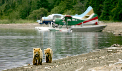 Grizzly cubs and float planes, Katmai NP, Alaska © Oksana Perkins