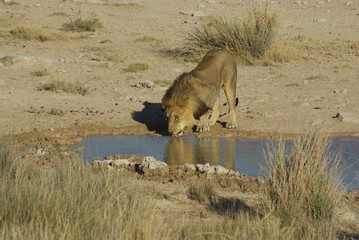 Lion buvant au point d'eau - Etosha - Namibie