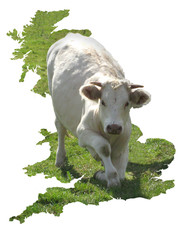 foot-and-mouth Britain