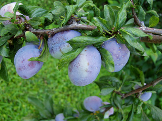 plum tree