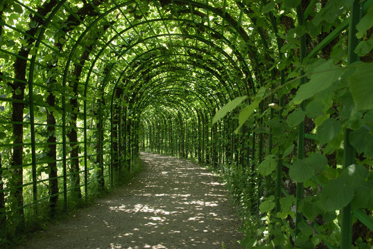 Tunnel de verdure
