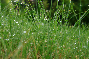 drops on the grass - early morning