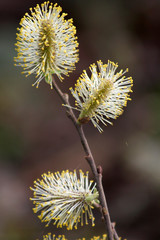 Willow Catkins