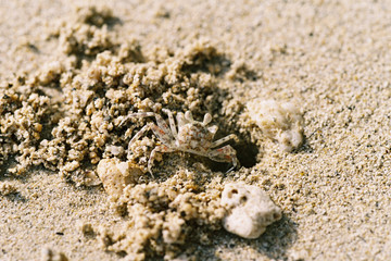 Crab coming out of hole
