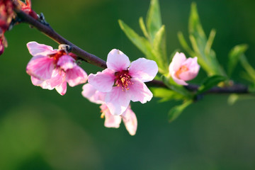 Fototapeta na wymiar pink flowers