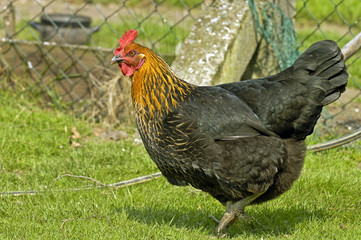 Dunkelbraunes Huhn
