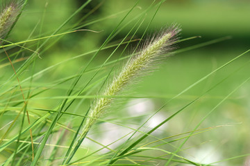 Tall Grass Seed