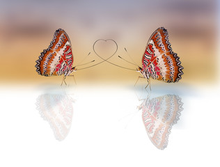Butterflies  in love