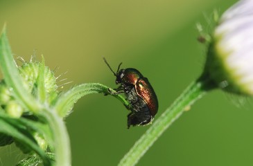 bug