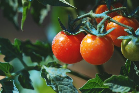Pomodori