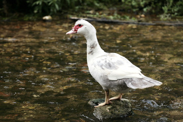 canard blanc