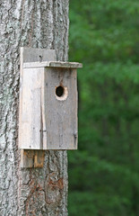 Birdhouse on Tree