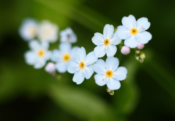 forget-me-nots