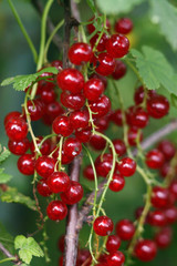 red currant