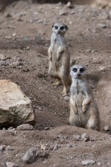 Two Meerkats on guard duty