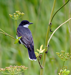 Kingbird