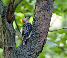 Red-bellied Woodpecker