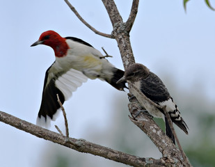 Red-headed Woodpecker