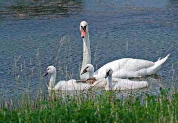 Swan and Offsprings