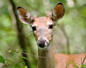 White-tailed Deer