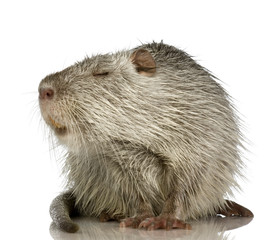 Coypu or Nutria (Myocastor coypus)